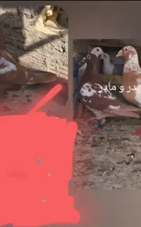 مولیمنز نر