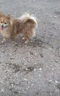 سگ پامر