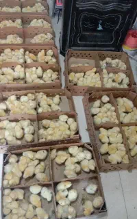 فروش جوجه  درجه یک راس 308