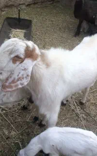 کره نر