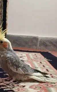 عروس هلندی نر