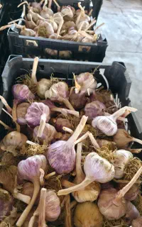 فروش سیر بذری قرمز درجه یک