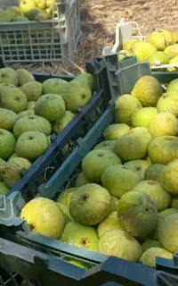 انجیر سفید