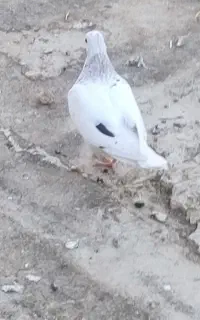 جوجه کبوتر غریب