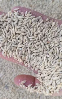خریدار  جو هستم ۴۴نقدی