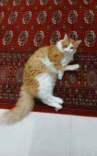 گربه گمشده