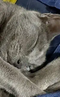 گربه... شده