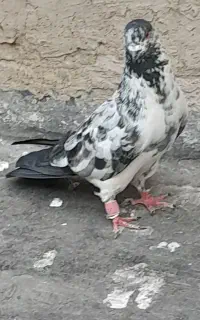 کبوتر  شمرونی  قاره