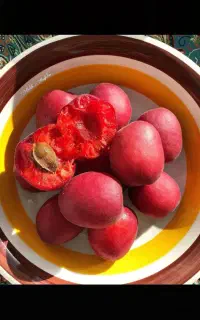 ارسال فوری نهال میوه سالم و ریشه دار