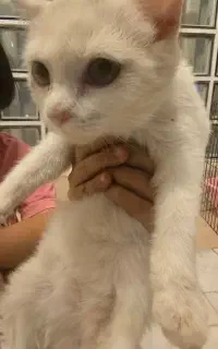 گربه