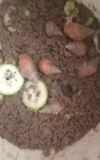 ۷عدد حلزون زیر قیمت