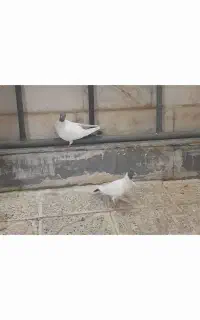 سه عدورح ویک عدد قرمزیمایا ویک عددترکیه