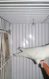لوازم تحریر، کوتوله دستی