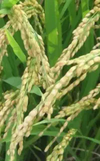 کود ارگانیک