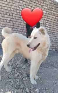 سلام طوله سگ اصل ونصب دار