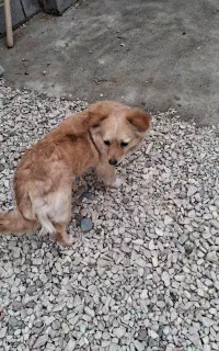 سگ اشپتز خیلی ریز جسته