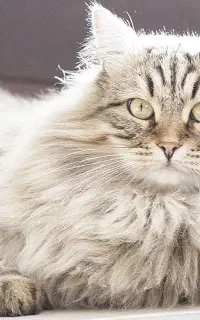 گربه نر نژاد نروژین فارست