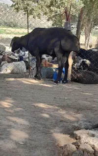 قوچ چینی