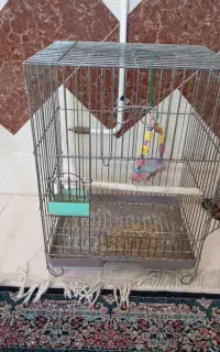 قفس کاسکویی