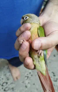 گرینچیک رام و چلوندنی