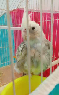 جوجه عروس هلندی