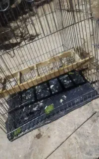 قفس بزرگ پرنده