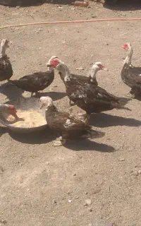 اردک اسراییلی اصل جوان ۹عدد