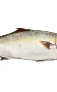 ماهی تازه دیوزناو