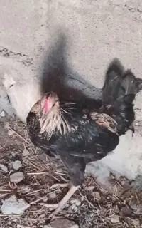 جوجه خروس
