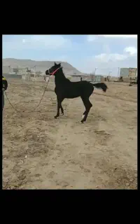 کره اسب ۲۰ ماهه