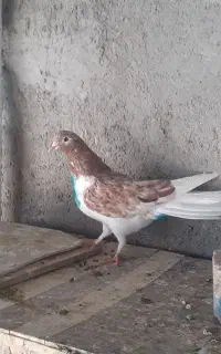 جوجه کفتر پرشی کبوتر پرشی