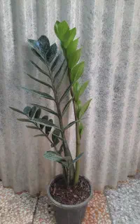 گل وگیاهان آپارتمانی