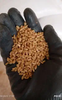 گندم مهرگان بوجاری شده
