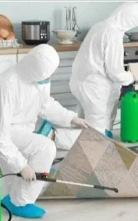 شرکت سمپاشی ساس کنه کک موش سوسک بید مایت گال