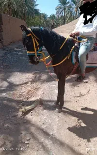 فروش یک نریون سواری دار