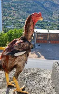 خروس لاری