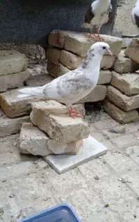 کبوتر پرشی سالم