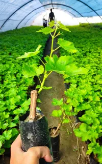 نهال انگور خارجی و ایرانی