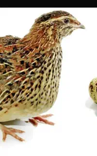 ساعت دیجیتال دیواری طلایی نقره بلدرچینی تخم گذار