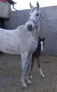 اسب