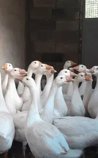 فروش غوغازاصیل جوان