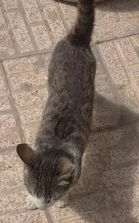 گربه احلی دارم