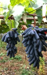 نهال انگور موندراپ