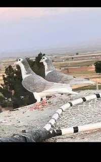 ساده سیمانی