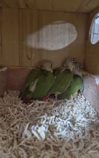 جوجه گرینچیک اناناسی رد