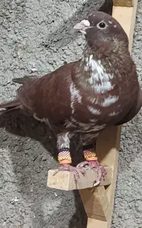 خوشرنگ دمی