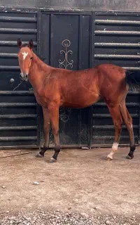 اسب کره نریان ترکمن خالص مدرک دار پدر قهرمان ایران