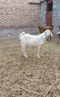 بز و کره