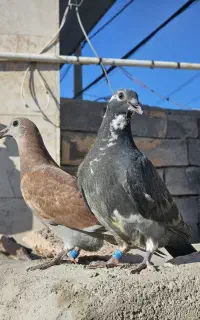 جوجه پلاکی ذاتدار