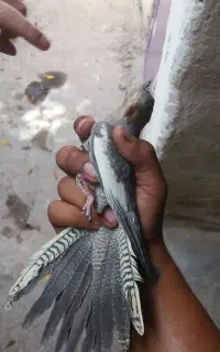 طوطی عروس
